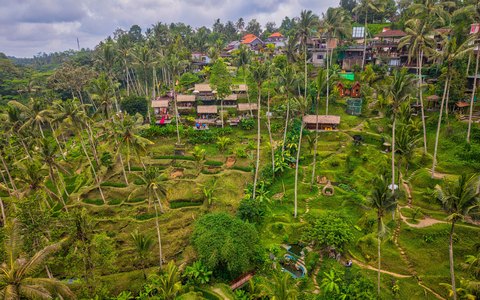 Luftaufnahme der grünen Reisterrassen von Tegallalang und der Palmen bei Ubud