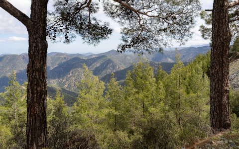Blick auf Kiefern, die den Ausblick auf grüne, bewaldete Bergrücken einrahmen