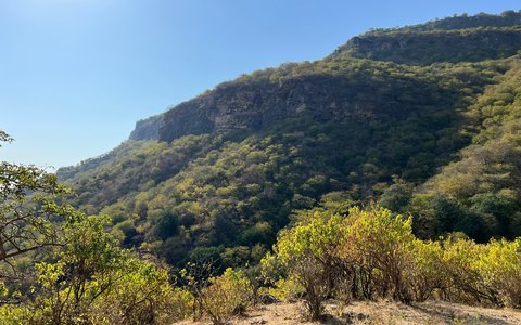 Grüne, bewaldete Berghänge über Bäumen und trockenem Gras bei Mirbat unter klarem blauem Himmel