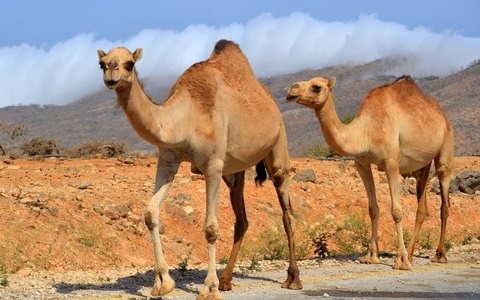 Zwei Kamele laufen über trockene rote Erde in der Nähe von Salalah, dahinter Hügel und weiße Wolken