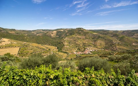Terrassierte Weinberge an steilen Hängen über dem Douro-Tal bei Peso da Régua unter strahlend blauem Himmel