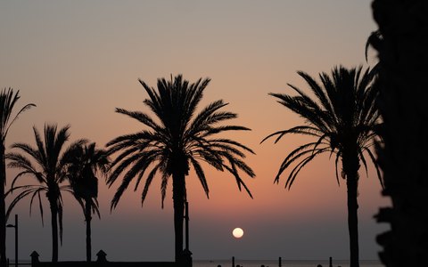 Palmen als Silhouetten vor einem orangefarbenen Sonnenuntergangshimmel über dem Meer bei Playa de las Américas